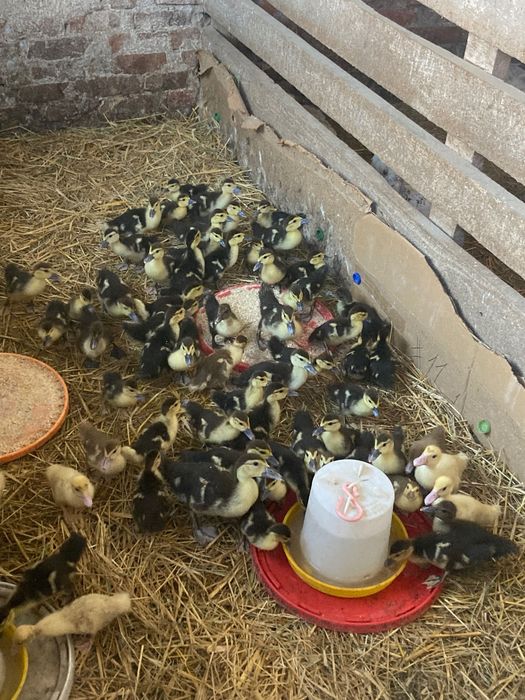 Продам індокаченят ( шипунів)