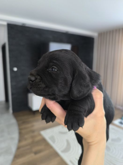 Pieski po spanielu