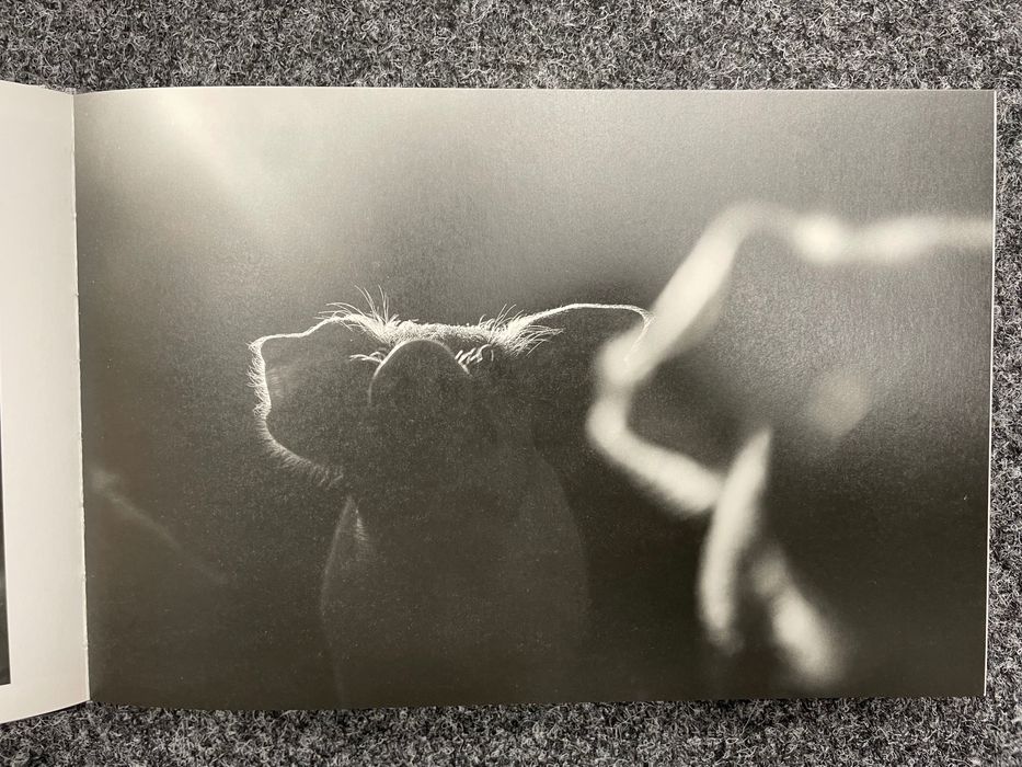 Albumy Maciej Fiszer