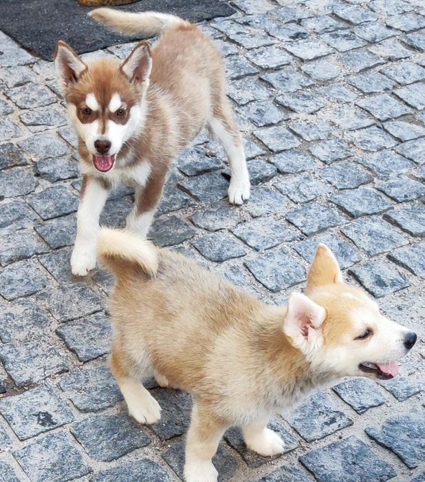 Продам  Гарні ! Породні