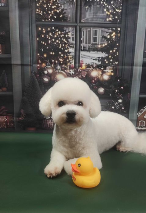 Грумер Кропивницький