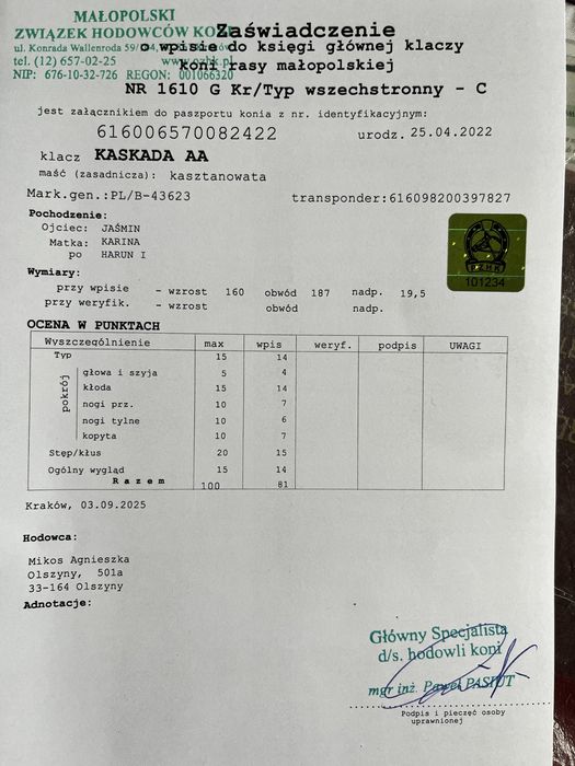 Na sprzedaz 4-letnia klacz malopolska