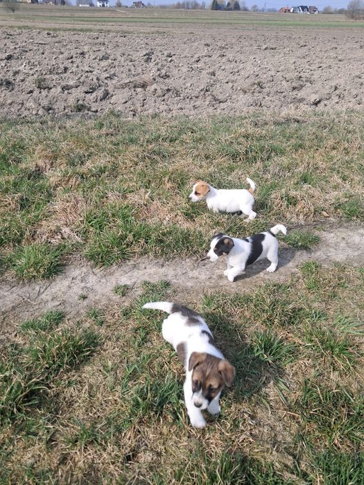 Jack Russell Terrier