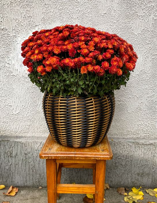 Кашпо из ротанга тигровое на 12 л чёрное с золотом ручная работа