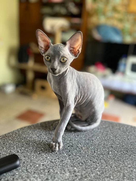 Канадский сфинкс