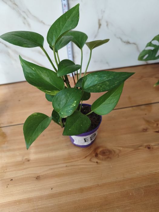 Lote de plantas baby
