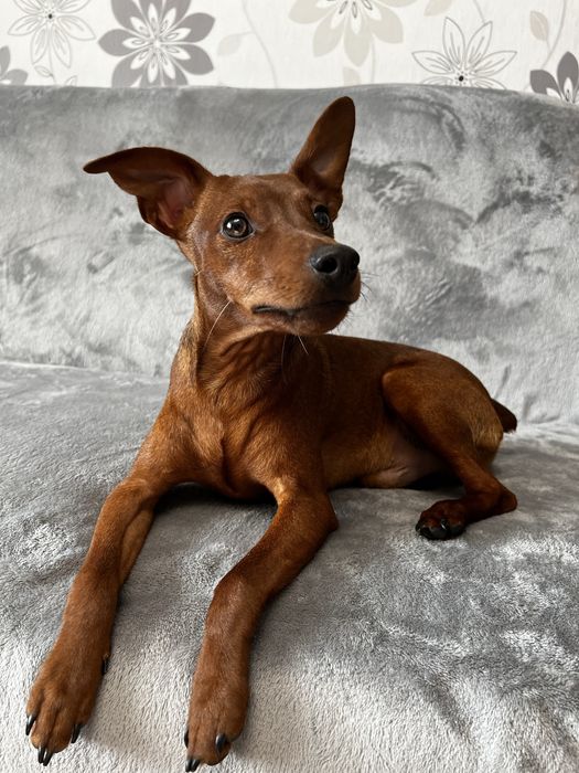 Цвергпінчер для вʼязки