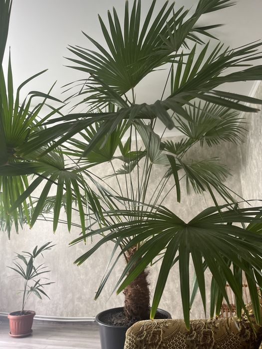 Продається пальма.