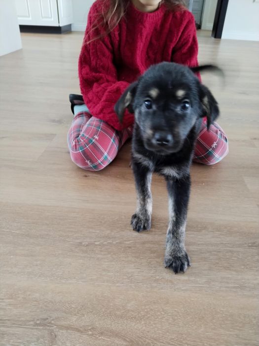 Oddam pieski za darmo