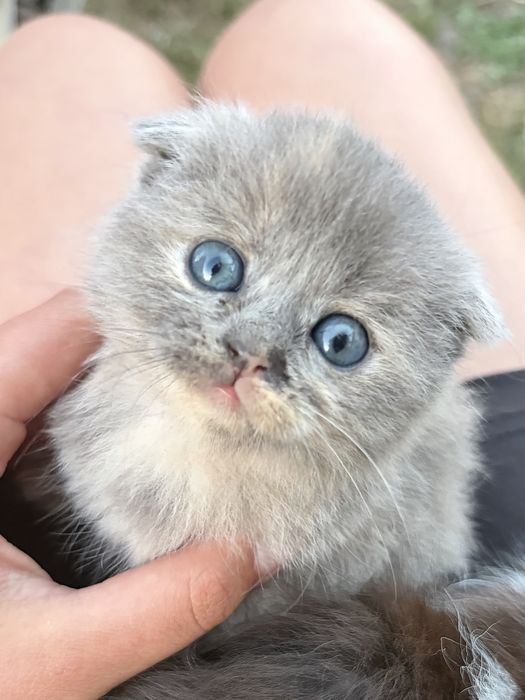 Віддам веслоухого кошеня
