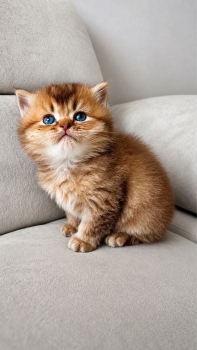 шотландские котята шотландський котик