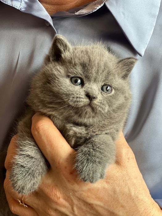 Kocur brytyjski, kot brytyjski, kotek brytyjski, brytyjczyk