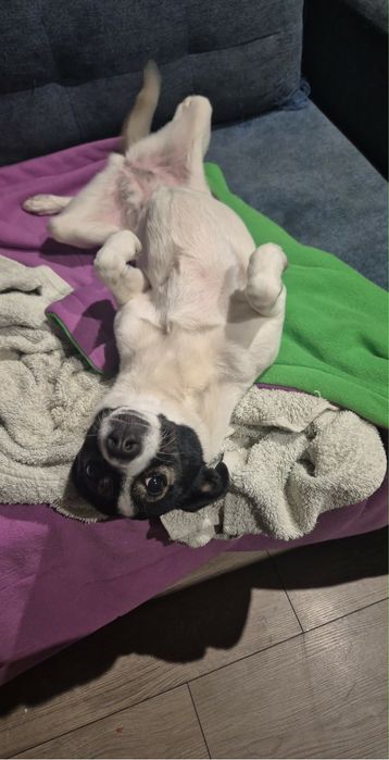 Piesek szuka domu! Pilne!