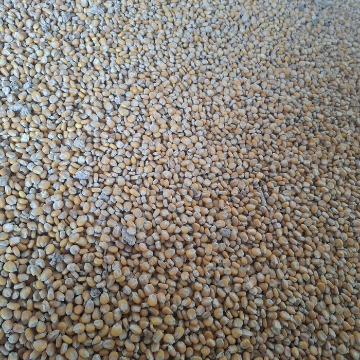 Kukurydza sucha zbiór 2025