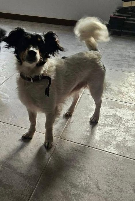 Cadelinha porte pequeno