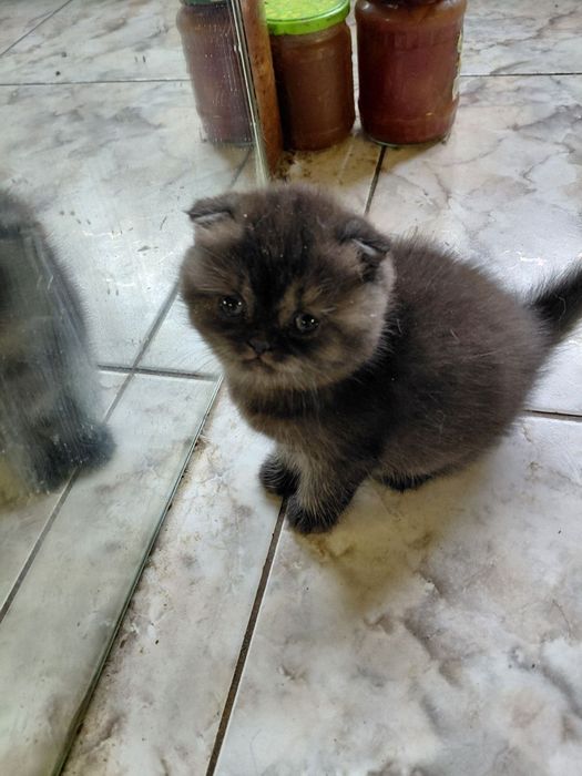 Британские котята