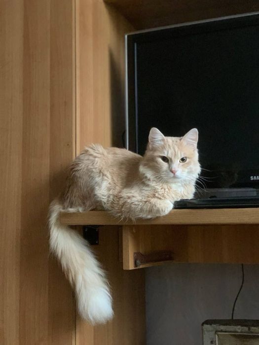 Отдам даром кота срочно