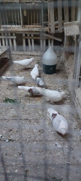 Sprzedam gołębie mewki szeki jest jch  około 30gołabki zdrowe likwidacja rasy