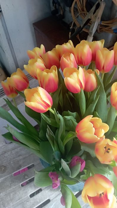 Тюльпани до 8 березня