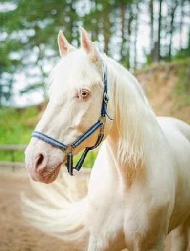 Продам дуже гарного коня, лошадь, кобыла