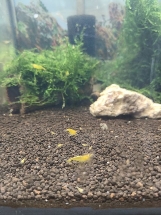 Neocaridinas Yellow fire