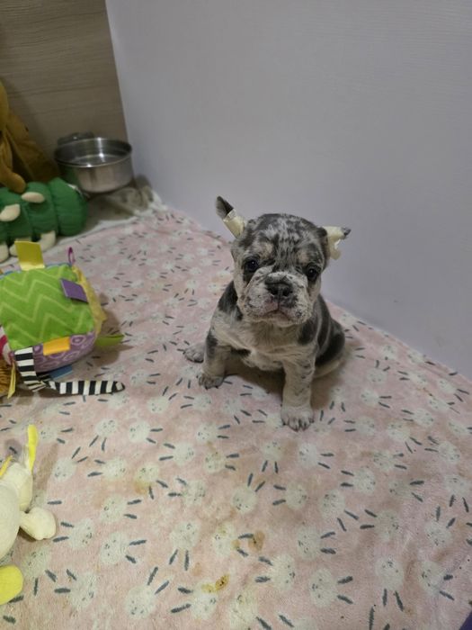 Дітки під ялинку