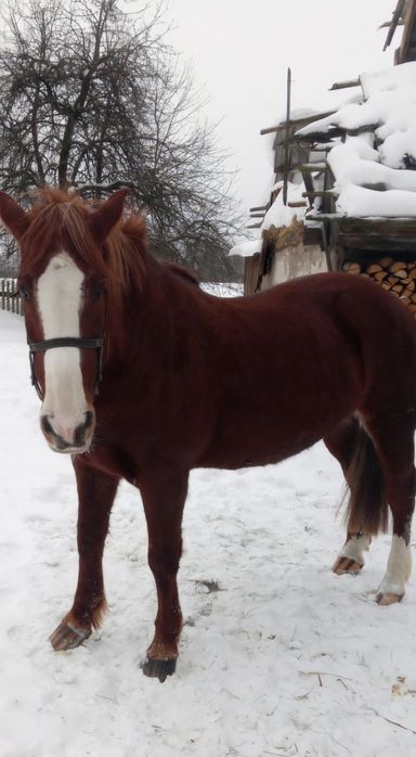 Змінить власника кобила!!!