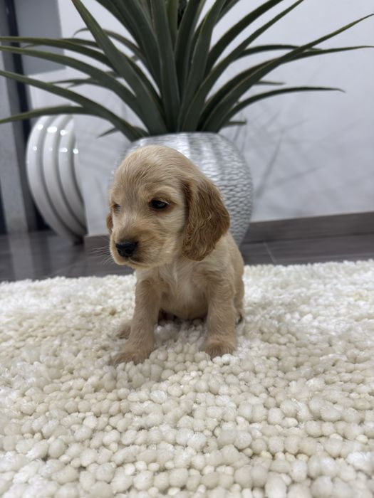 Cocker spaniel Ingles