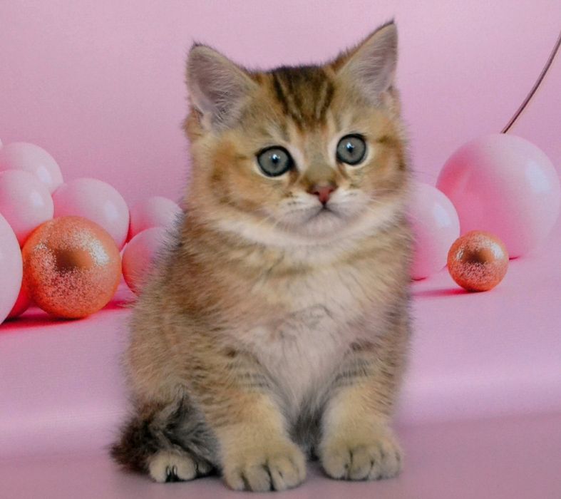 Золотые шикарные шиншиллы