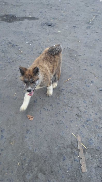 Akita inu suczka