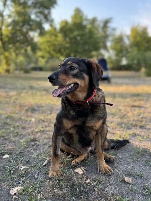 Собака дівчинка Черкаси, стерильна