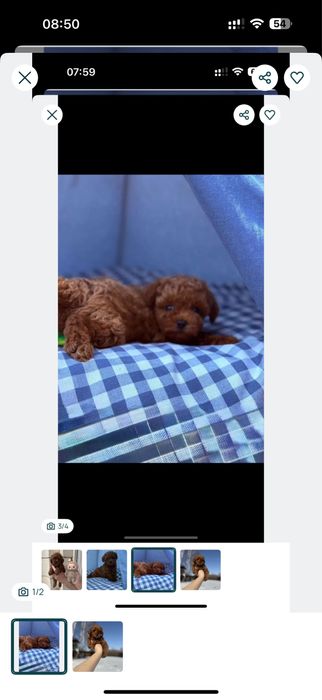 • Яскрава кpacyня Мальтипу F2 - доставка Україна - європа