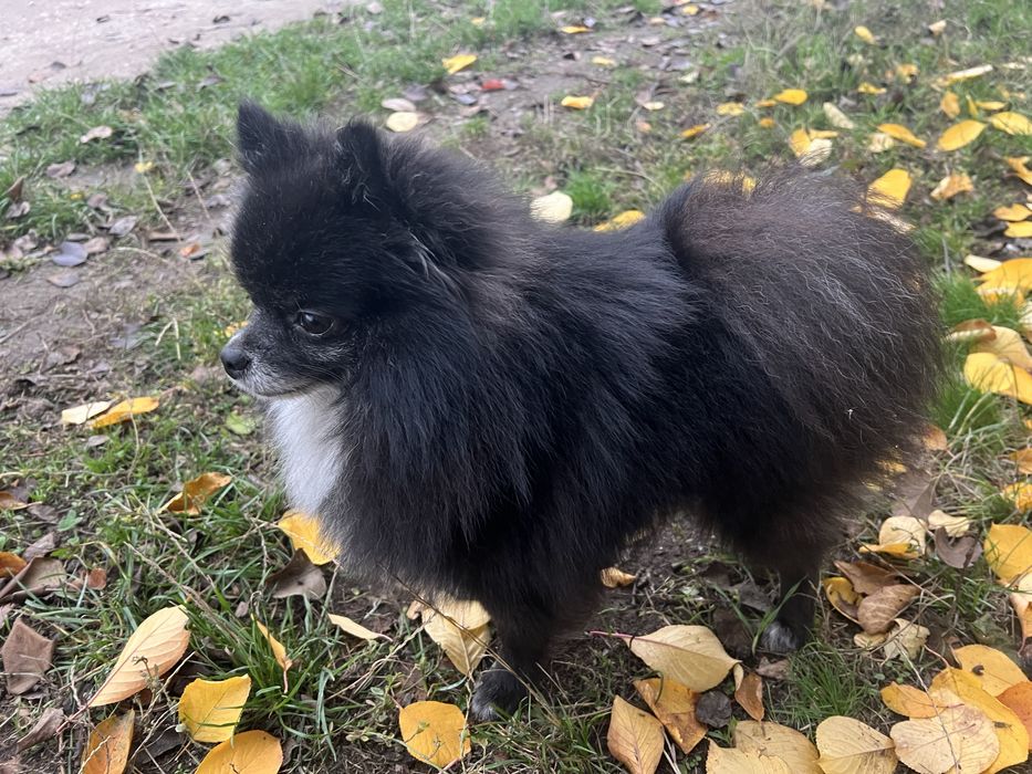 Красунчик Марсель — померанський шпіц шугая дівчинку для в’язки