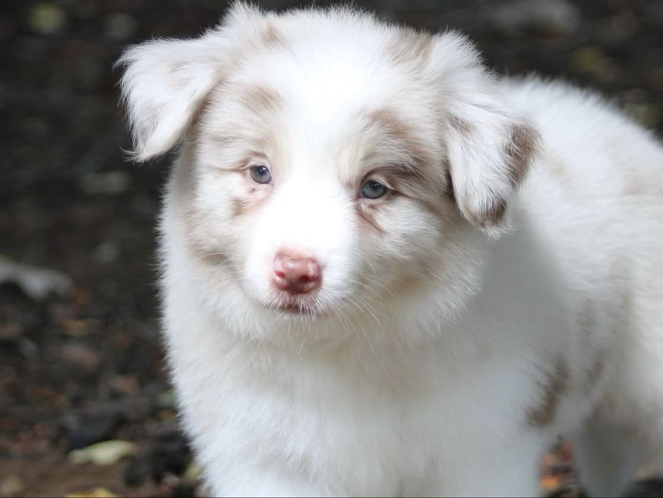 Border collie choco merle