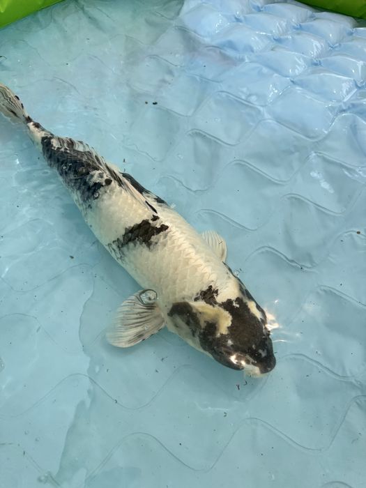 Carpa koi gin shiro utsuri