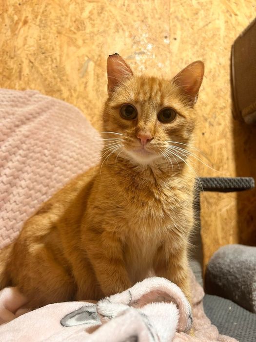 Cudowna kotka do adopcji