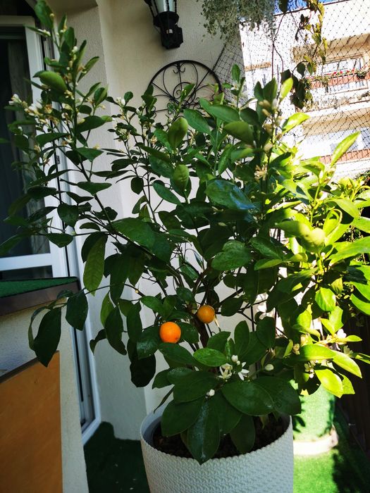 Citrus Calamondin, pomarańcza