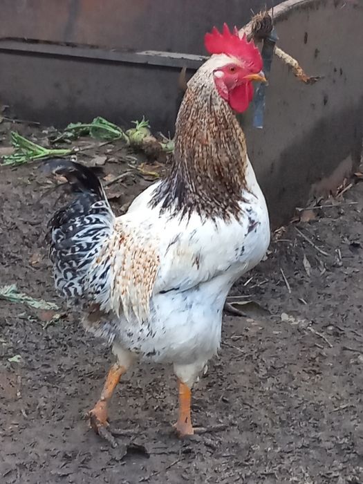 Vendo Galos e Galinhas