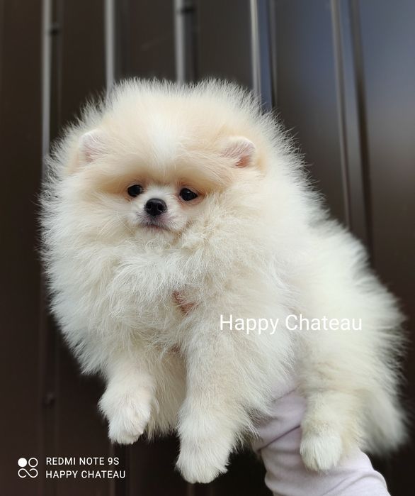 Шпиц, очень красивый щенок КСУ/FCI