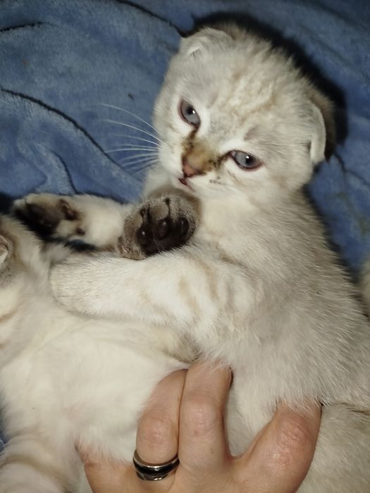 Котята. Срібна шиншила