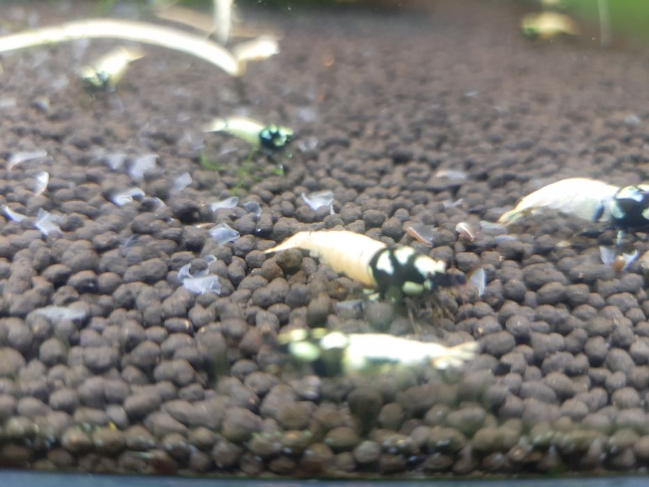 krewetki akwariowe Cardina Pinto Black Spotted Head