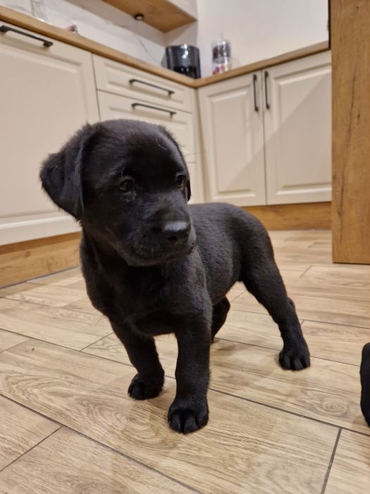 Szczeniak Labradora suczka gotowa do odbioru