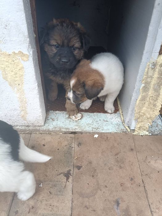 Щенки Лобрадора.