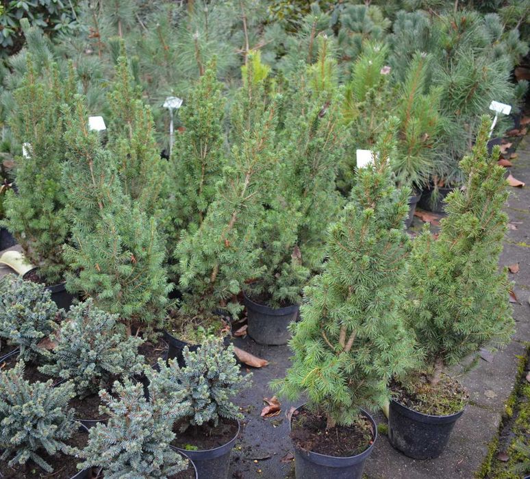 Świerk Conica super gęsta choinka w donicy. Sprzedaz wiosna 2026r