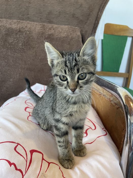 Котята бесплатно