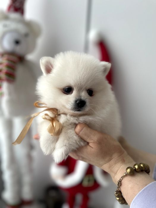 Померанські шпіци  краса, ніжність і любов в одному