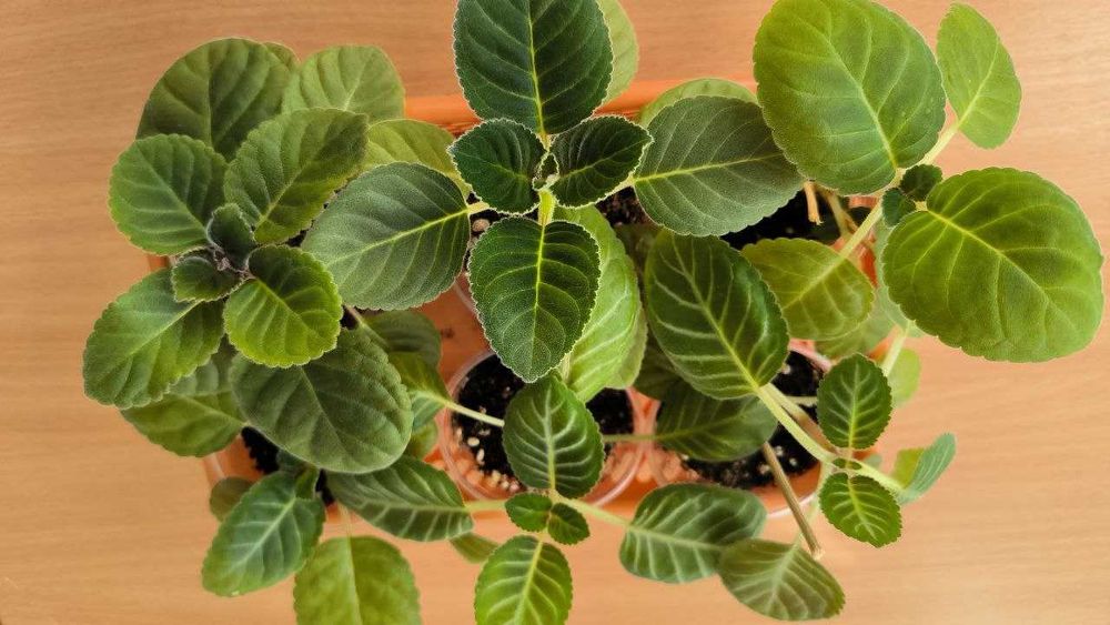 Глоксинія, кімнатні квіти