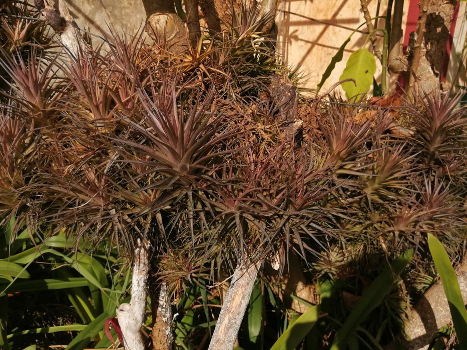 Planta aérea Tillandsia