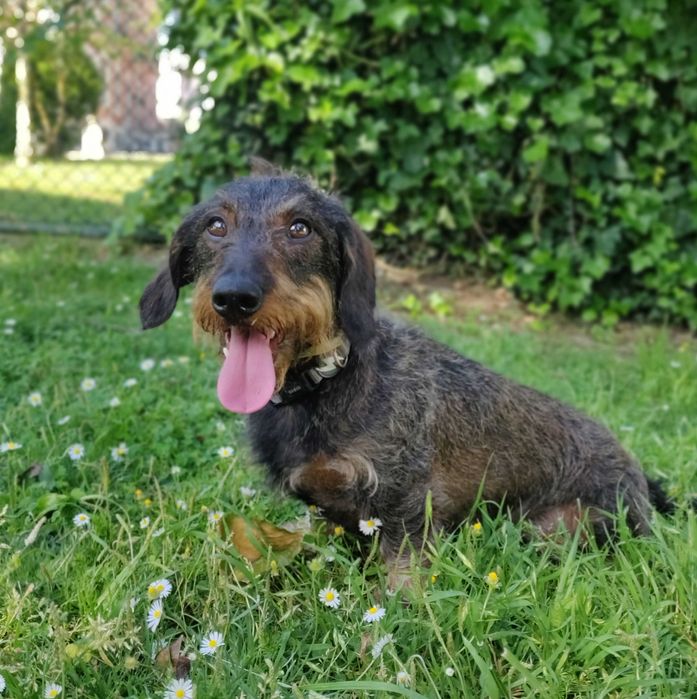 Pet Sitting / Home Sitting - Cuidadores/Tratadores