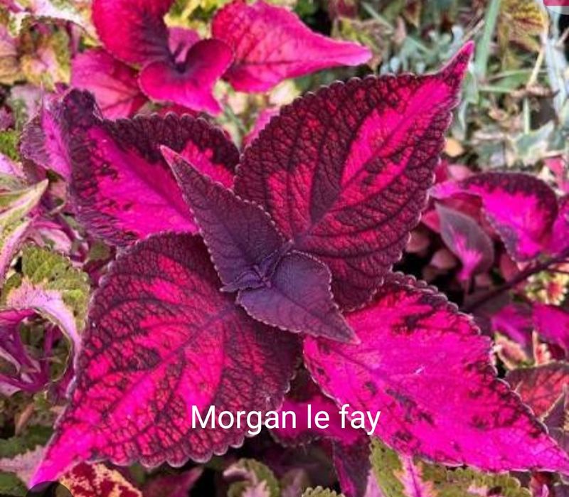 Колеуси сортові підрощені